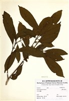 藏品(霧社木薑子)的圖片